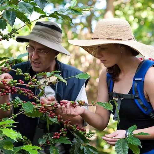 Organic coffe farm web pq.webp